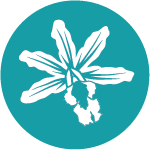 Broad Outcome 4 icon