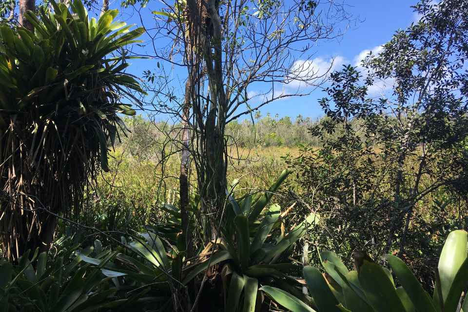 A group of Old George bromeliads in the Ironwood Forest, near a wetland.